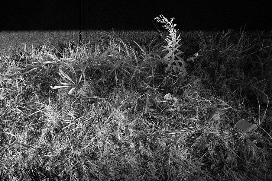 Infrared Photo of Sidewalk and Weeds